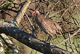 Gray-breasted Francolin